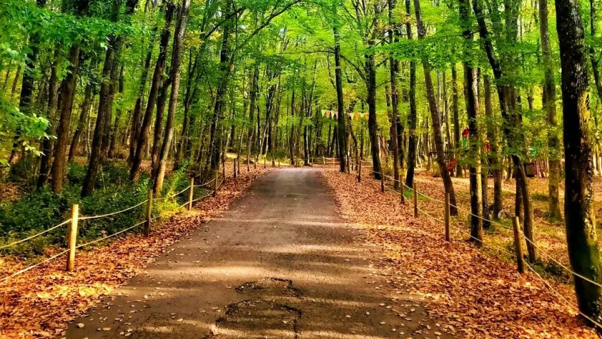 Belgrad Ormanı Piknik Alanı